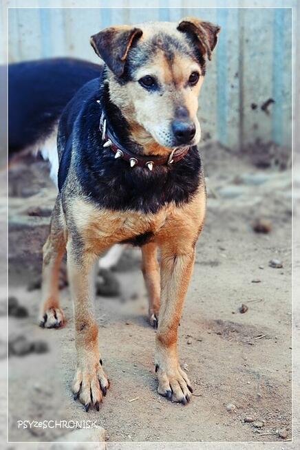 Fretka - mała ślicznotka czeka na nowy dom