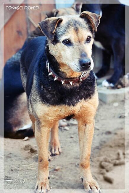 Fretka - mała ślicznotka czeka na nowy dom