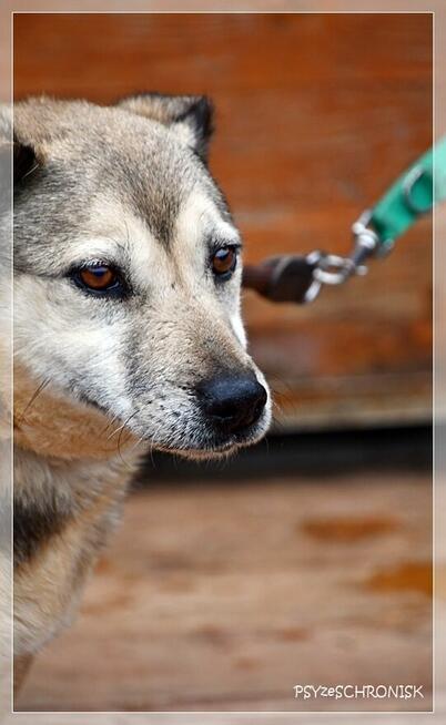 Oliwka - łagodna, spokojna suczka z nadzieją na lepsze jutro