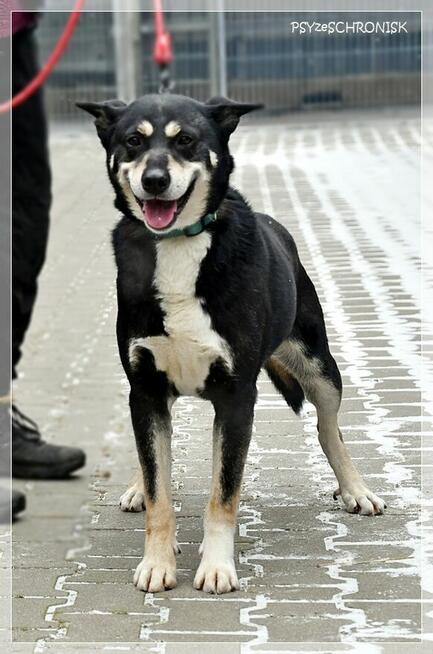 Budrys - psiak z najfajniejszym uśmiechem na świecie