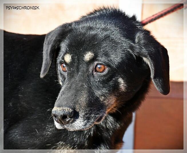 Samson - tak bardzo chce zostać Twoim Przyjacielem