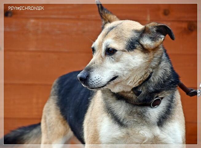 Boguś - cudowny kundelek chce dać Ci swoje serce