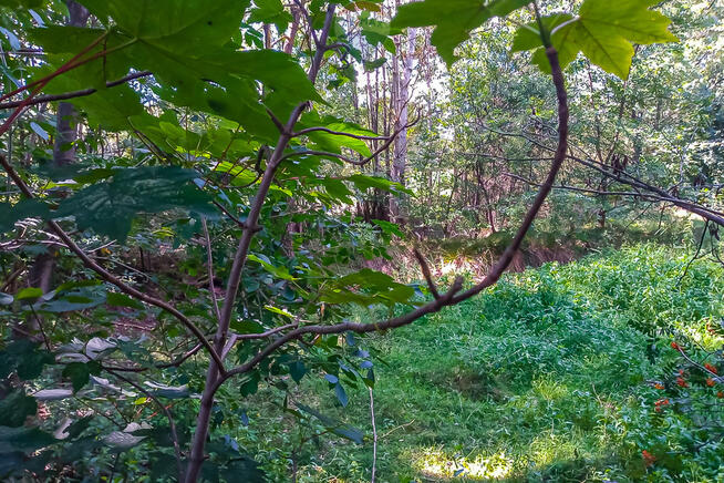 Ponad 3 ha działek z MPZP Grabostów, asfalt, media