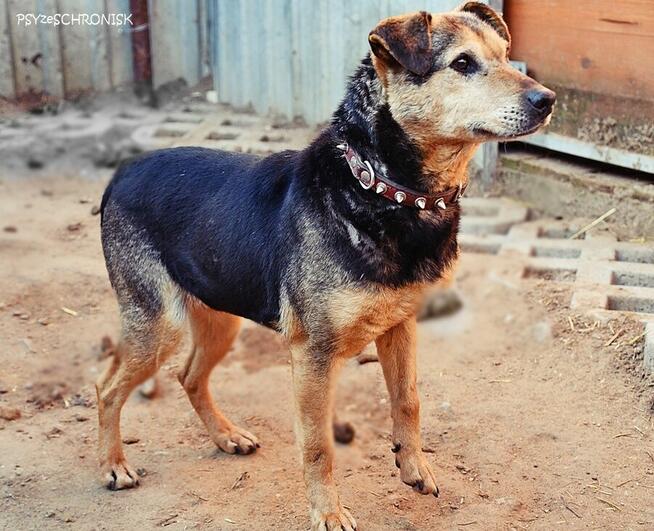 Fretka - mała ślicznotka czeka na nowy dom