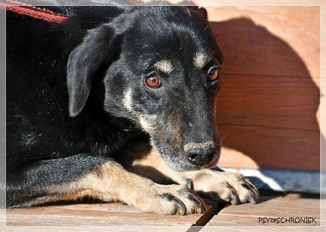 Samson - tak bardzo chce zostać Twoim Przyjacielem