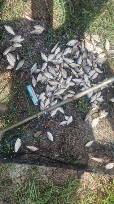 Narybek Karaś Srebrzysty i większy żywiec Szczupak Sum Sanda