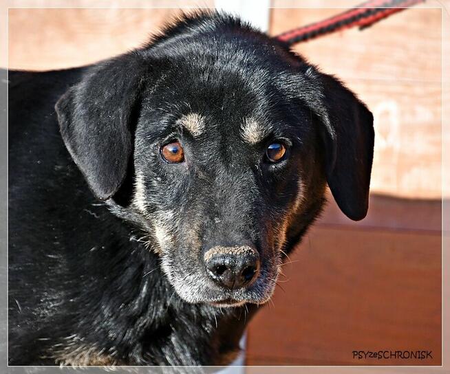 Samson - tak bardzo chce zostać Twoim Przyjacielem