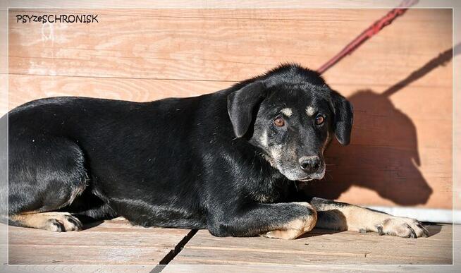 Samson - tak bardzo chce zostać Twoim Przyjacielem