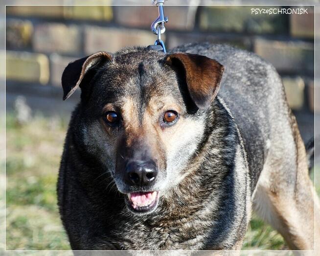 Nestor - ufa, że w końcu ktoś go naprawdę pokocha