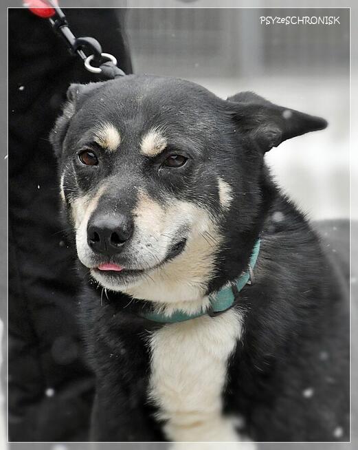 Budrys - psiak z najfajniejszym uśmiechem na świecie