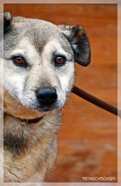 Oliwka - łagodna, spokojna suczka z nadzieją na lepsze jutro
