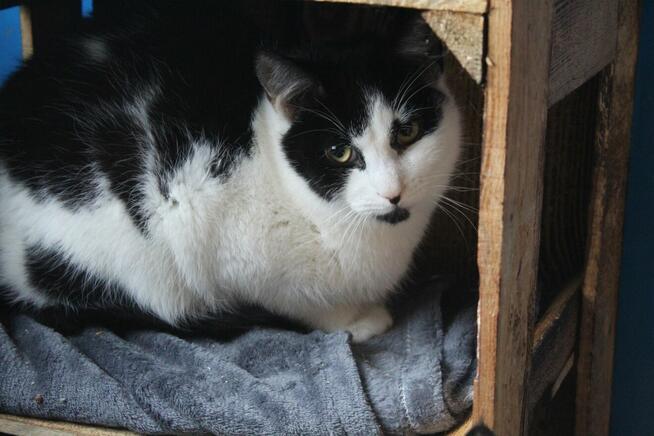 Alpro - młody, delikatny koteczek szuka domu!