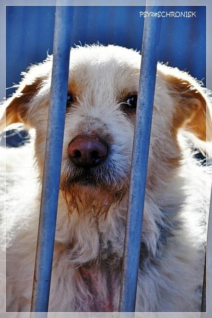 Baca - kudłaty wesołek chce dać Ci swoje serce