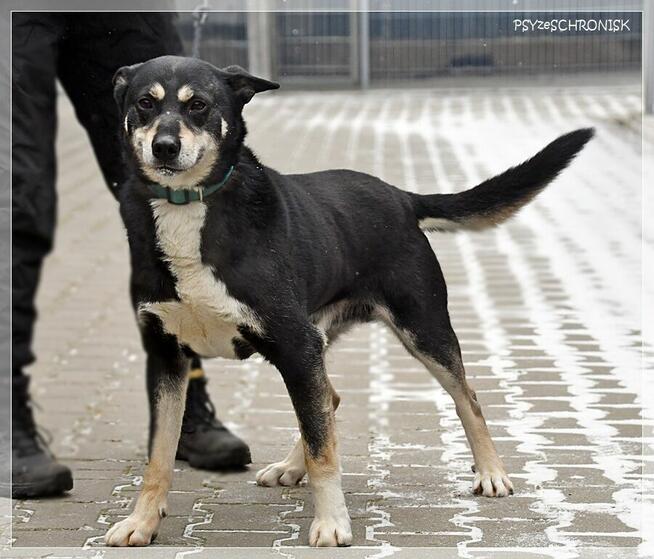Budrys - psiak z najfajniejszym uśmiechem na świecie