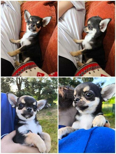 Chihuahua po Ch.PL, okolice W-wy