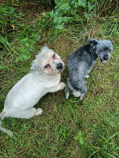 Potrzebny dla Żabki i Zenusia odpowiedzialny DT,bezterminowy