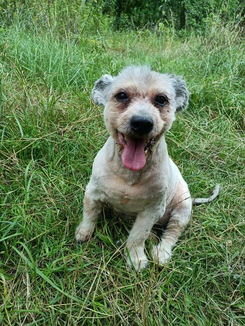 Potrzebny dla Żabki i Zenusia odpowiedzialny DT,bezterminowy