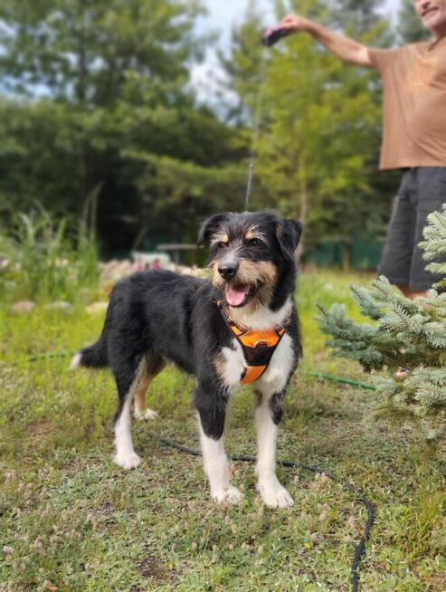 Kacper - wychowany, przyjazny terierek szuka domu!