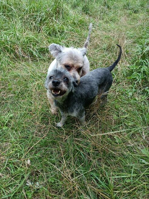 Potrzebny dla Żabki i Zenusia odpowiedzialny DT,bezterminowy
