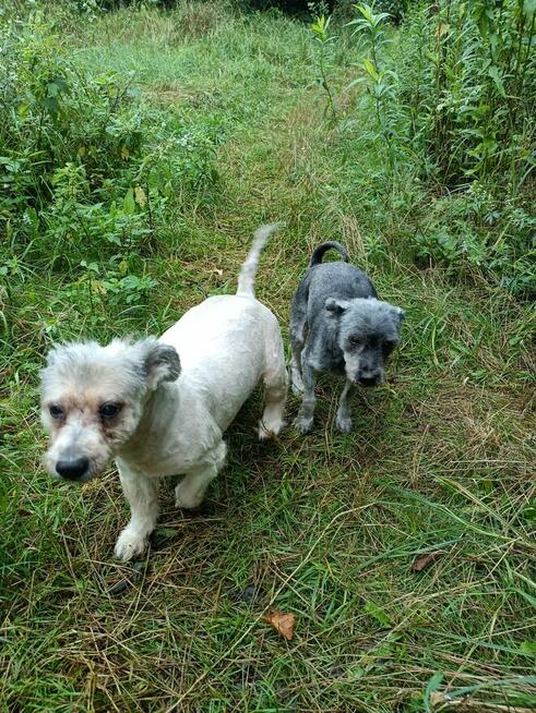 Potrzebny dla Żabki i Zenusia odpowiedzialny DT,bezterminowy