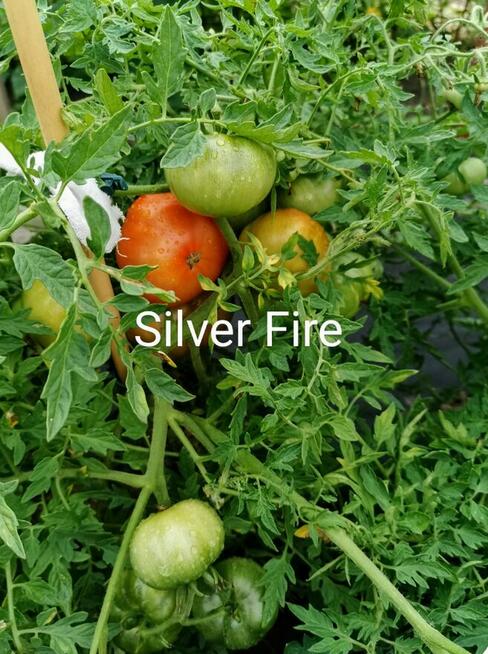 Rosyjski karkowy pomidor b.wczesny Silver Fire Tree nasiona
