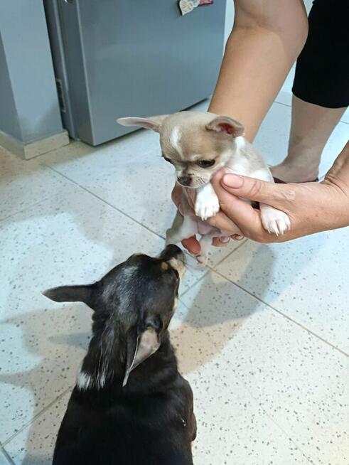 Chihuahua XSS Maleńki z Wielkim Sercem Błękitny Królewicz