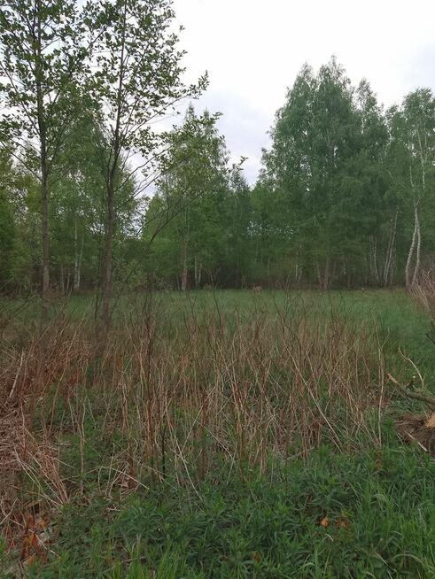 Bajeczna dzialeczka przy Kampinosie