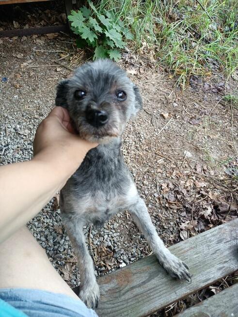 Potrzebny dla Żabki i Zenusia odpowiedzialny DT,bezterminowy