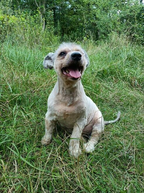 Potrzebny dla Żabki i Zenusia odpowiedzialny DT,bezterminowy