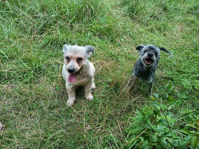 Potrzebny dla Żabki i Zenusia odpowiedzialny DT,bezterminowy