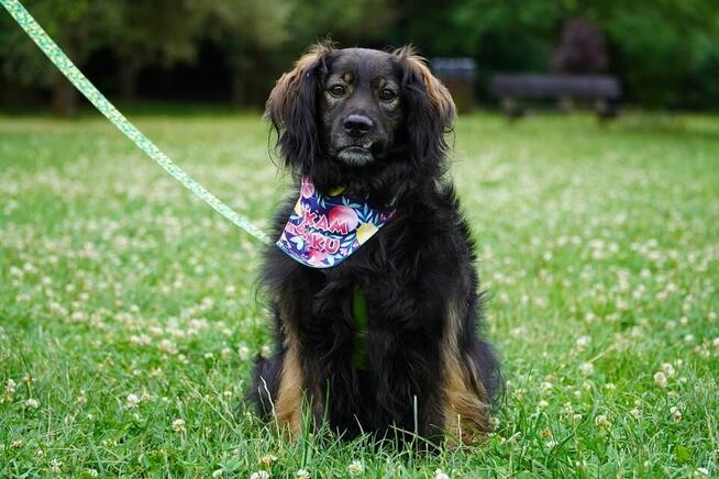 Nasz kochany Lokaj szuka domku, a nie pałacu!
