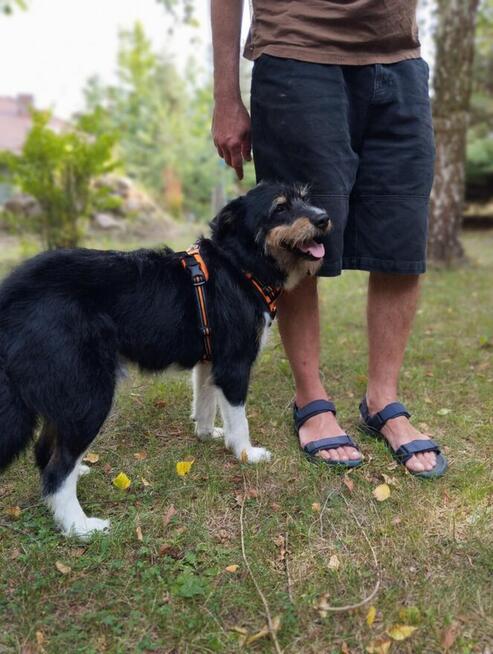 Kacper - wychowany, przyjazny terierek szuka domu!