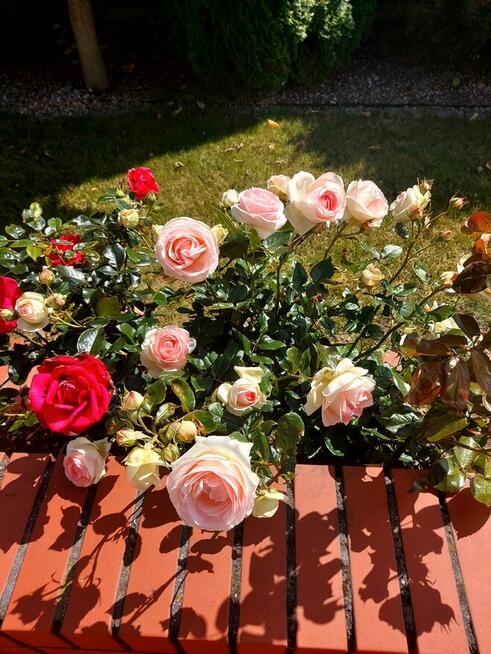 Dom jednorodzinny z ogrodem w miejscowości Pokoje k. Słupcy