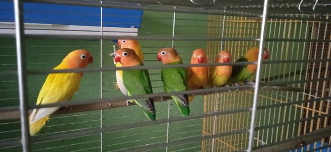 Papugi Nierozłączki