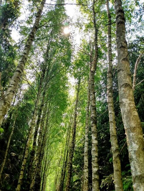 Atrakcyjna działka 33,337 m2