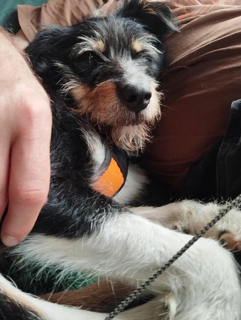 Kacper - wychowany, przyjazny terierek szuka domu!