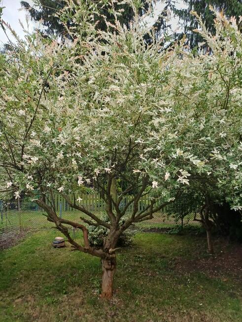 Działka ROD Poznań Krzesiny