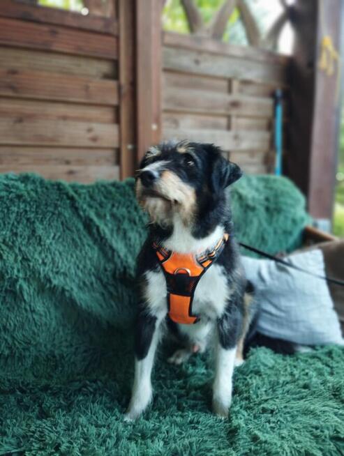 Kacper - wychowany, przyjazny terierek szuka domu!