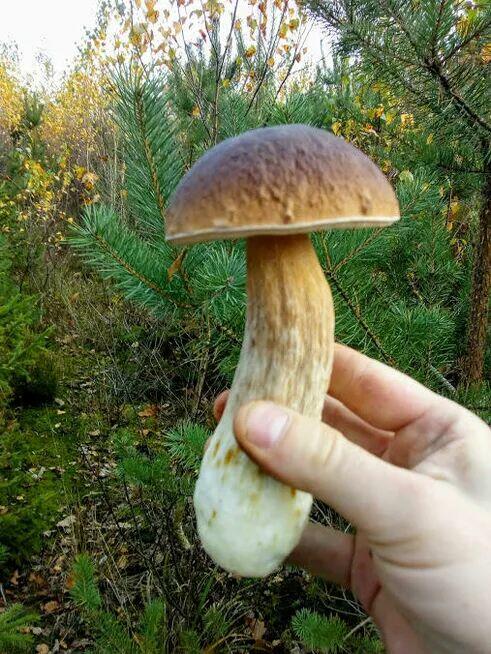 Prawdziwki (borowik szlachetny) susz