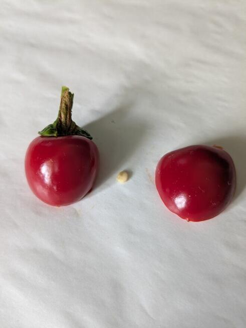 Papryka czereśniowa Świeże nasiona2025 faszerowanie