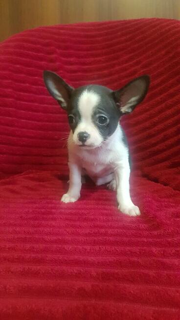 Pieski chihuahua śliczne