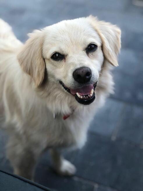 MILKA - cudowna sunia w typie mini golden retriver szuka dom