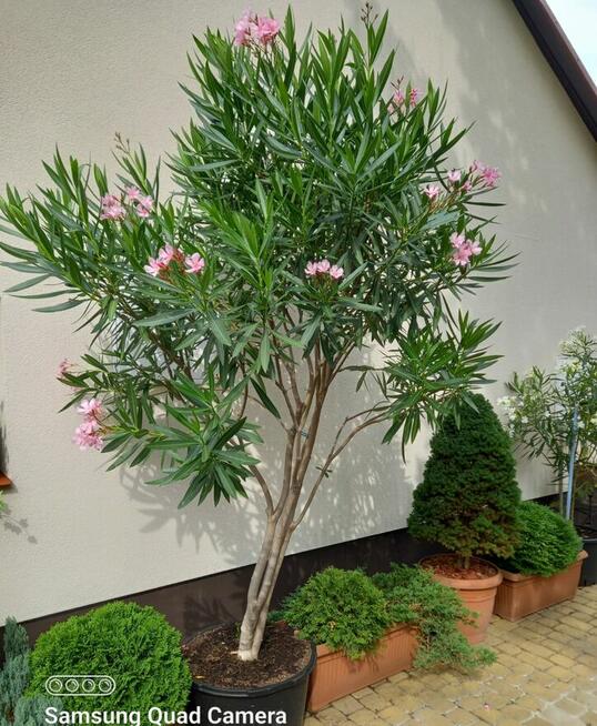 oleander w dobre ręce ( Przemyśl )