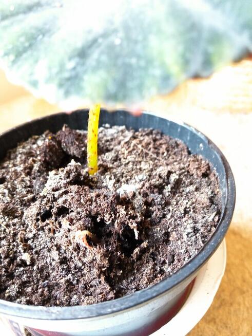 Dorodny fiołek obficie kwitnący