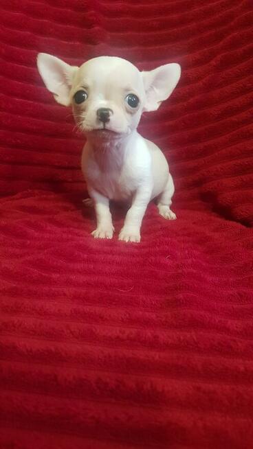 Pieski chihuahua śliczne
