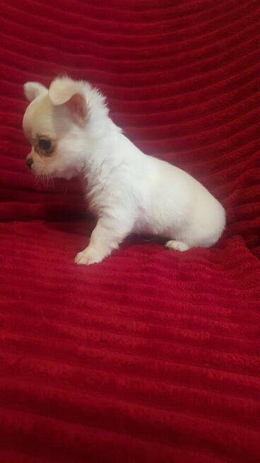 Pieski chihuahua śliczne