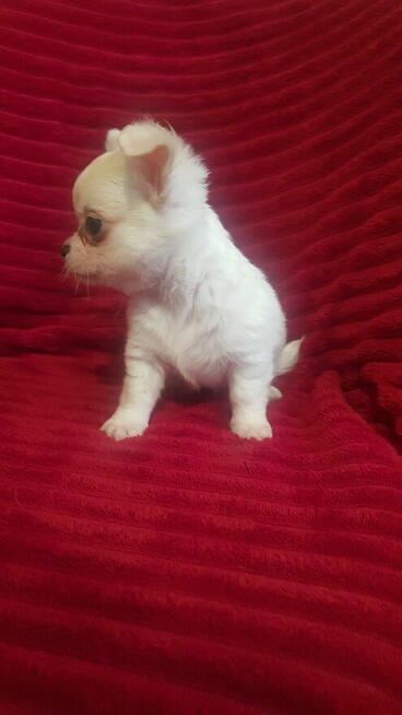 Pieski chihuahua śliczne