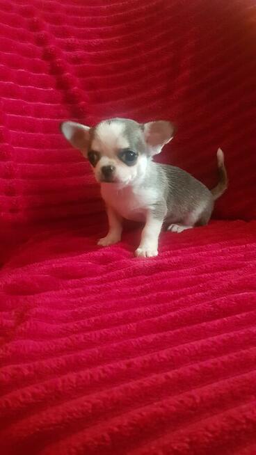 Pieski chihuahua śliczne