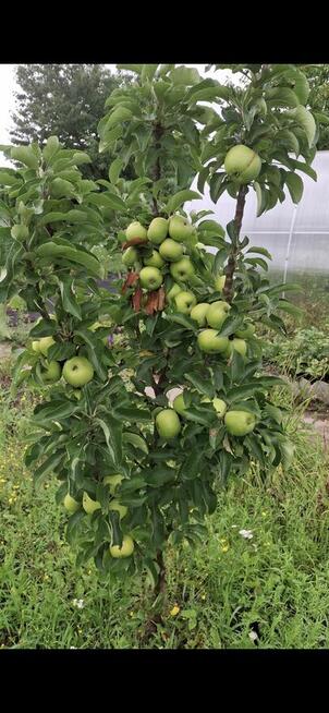 Działka rod Kuzniczka