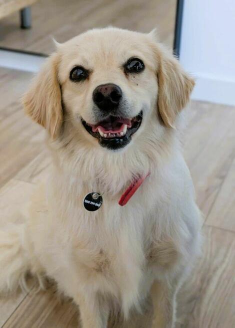 MILKA - cudowna sunia w typie mini golden retriver szuka dom